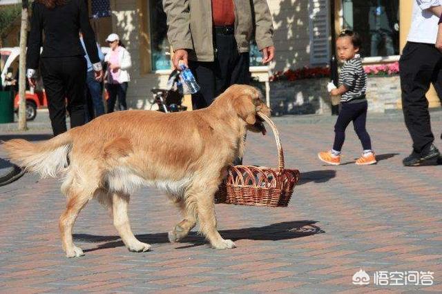 金毛巡回猎犬训练:怎么训练金毛幼犬捡东西？ 金毛巡回猎犬蓝皮书