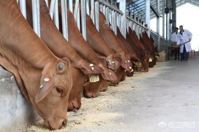 鱼骨粉可人以食用吗:为什么牛羊饲料当中不能使用粉骨、血粉还有鱼粉？