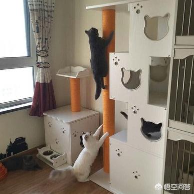 冬天养猫注意事项:猫咪冬天寒冷时一整天的睡正常吗？