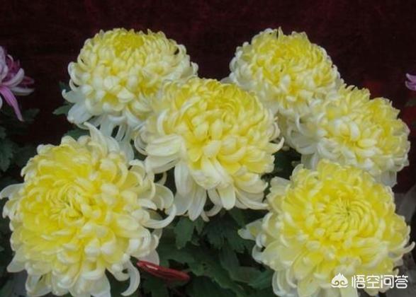 天人菊小苗摘心:如何养菊花，能又矮又壮？