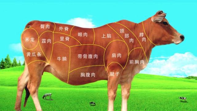 牛身上哪个部位的肉最贵可以怎么吃