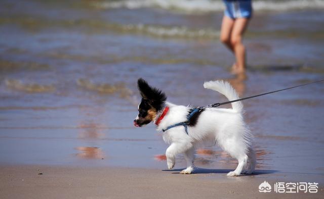 蝴蝶狗,蝴蝶犬为什么更喜欢女主人呢？