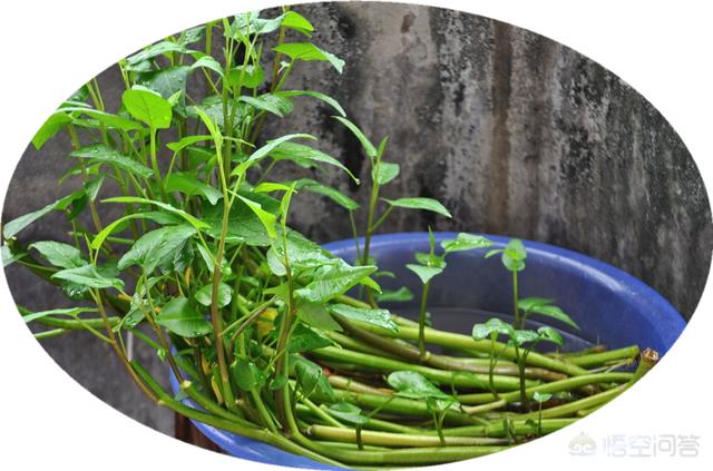 悟空问答 如何在冬季种植空心菜 15个回答