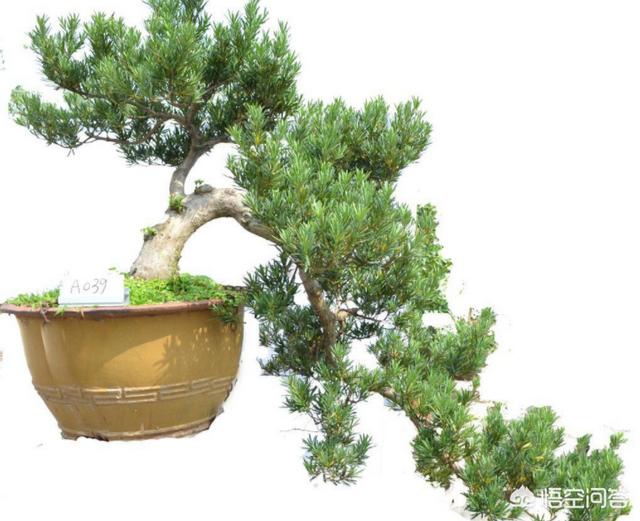 罗汉松:河沙土上能栽罗汉松吗？怎么样？