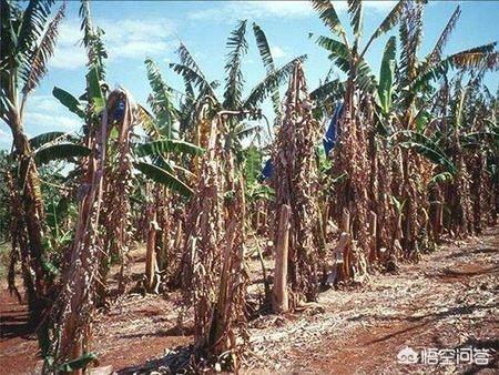 科莫多巨蜥的口水:在你的童年里有哪些坑钱的动漫玩具？