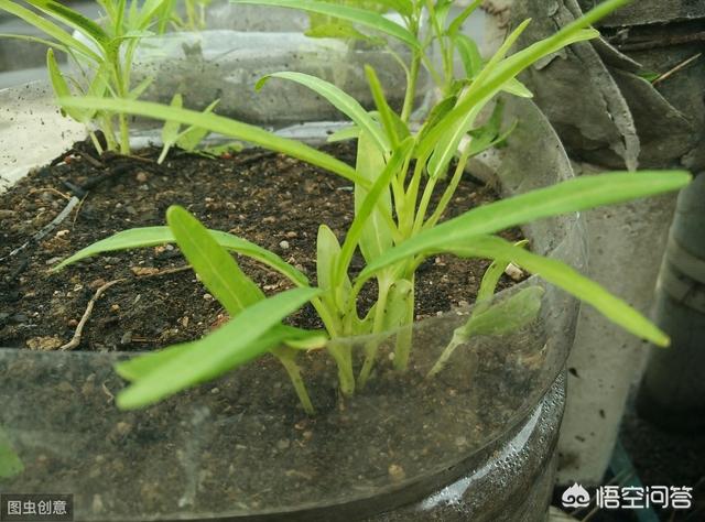 头条问答 如何在冬季种植空心菜 种菜姑娘的回答 0赞