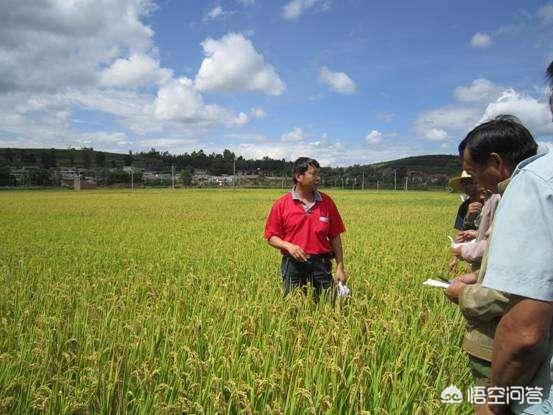 禾仕嘉 狗你好:云南优质稻种有哪些推荐？ 禾仕嘉旗舰店