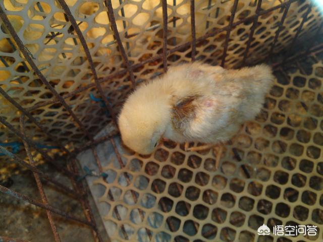 小鹅背部脱毛要不要紧:35岁没有娶媳妇，还有必要结婚吗？