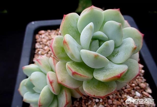多肉景天科长生草属有哪些植物:姬胧月与紫乐多肉的区别在哪儿？
