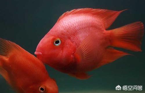 中国宠物俱乐部观赏鱼:不同品种观赏鱼在一起养会串种吗？