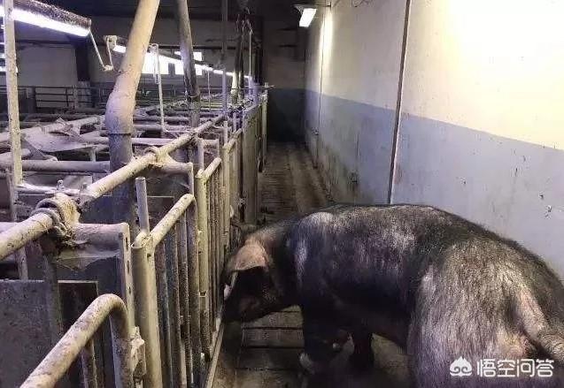 猪的伪狂犬病的症状:6天的小猪突然不吃奶，呕吐，呼吸急促，趴着倒退是什么病？