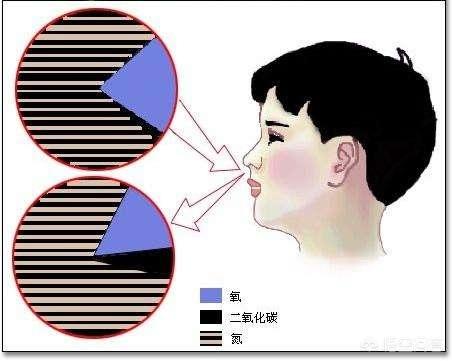 肺鱼图片:用肺呼吸的动物进化成进气、排气分离，会不会更好？