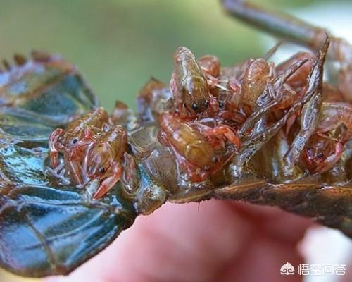 大米糠是否可以给小龙虾吃，在农村，小龙虾可以和黄鳝一起养殖吗