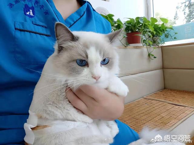 盆景猫 谣言:孔垂楠父亲发长文揭露张孟妍，到底谁才是最可信的？