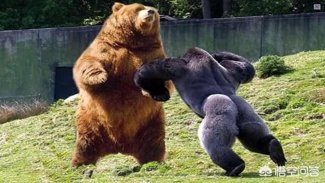 棕熊战斗力什么水平，银背大猩猩、棕熊、东北虎，谁最强