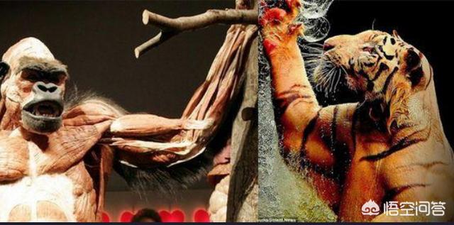 山地大猩猩:银背大猩猩、棕熊、东北虎，谁最强？