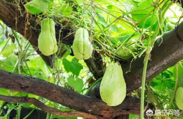 农村的佛手瓜如何播种，佛手瓜的种植要注意哪些问题有什么好方法