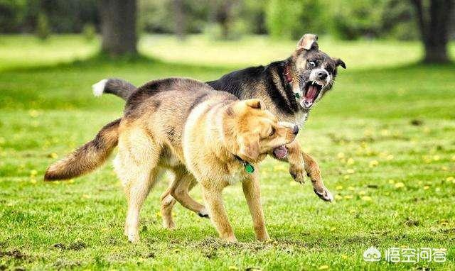 成都出售纯种赛级圣伯纳幼犬:哪里可以买到纯种的卡斯罗幼犬？