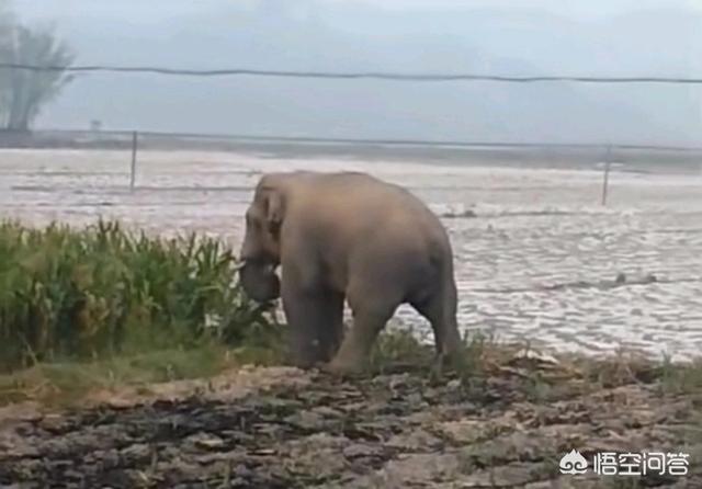 中大型犬类即将面临灭绝:城市禁养大型犬、烈性犬是地方性法规吗？它和物权法冲突吗？