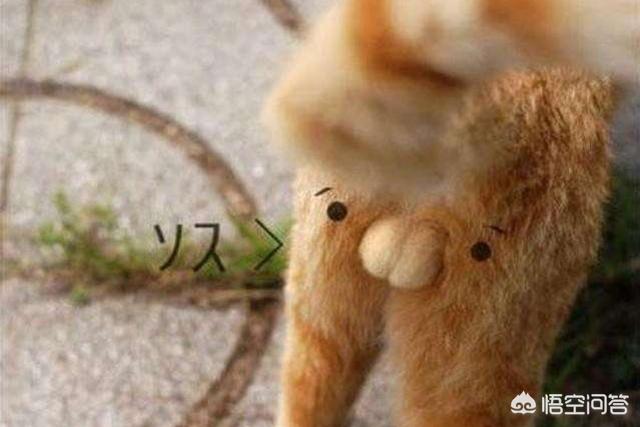 抓猫:主人警告过不能捉猫玩，小孩子捉来玩，且被抓伤，主人要担责吗？