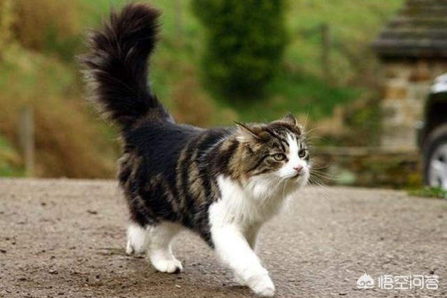 抓猫:主人警告过不能捉猫玩，小孩子捉来玩，且被抓伤，主人要担责吗？