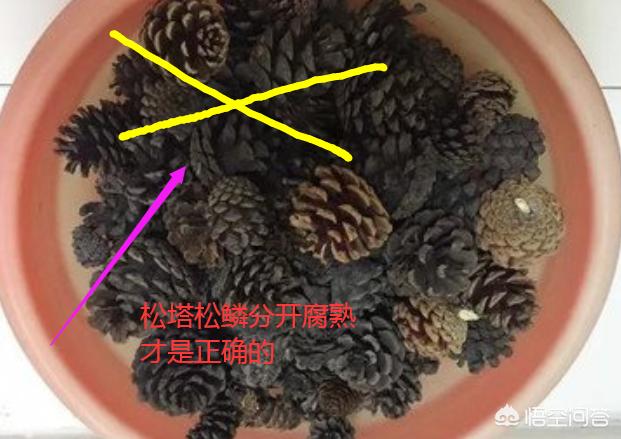 茜之塔没根能活吗:松塔能养兰花吗？要怎么办？