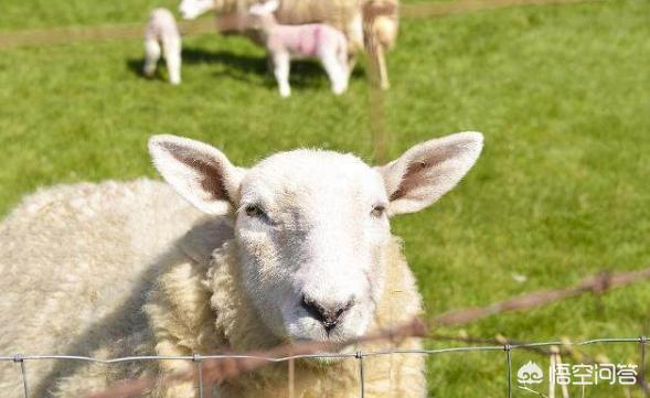 79年属羊的一生婚姻状况,属鸡和属羊的适合结婚吗？