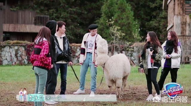 如何看李汶翰在《一路成年》中和羊驼的互动？