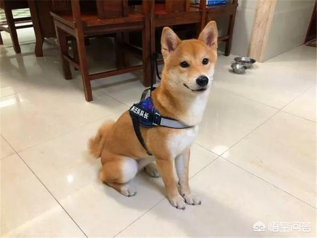 日本柴犬图片:相比其他犬种，为什么感觉养柴犬的人比较少？