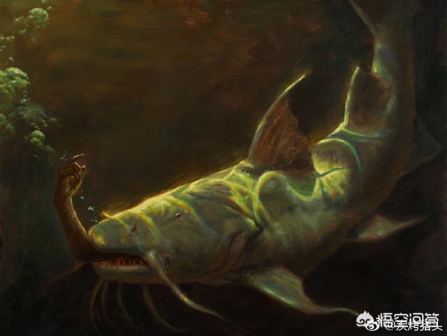 鲶鱼吃什么长得最快:鲶鱼吃什么食物长大 鲶鱼最大可以长到多大？能吃下的最大食物是什么？