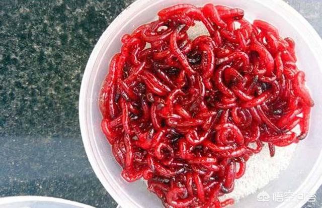 母红虫与公红虫图片:请教一下红虫肉夹馍拉饵如何制作？
