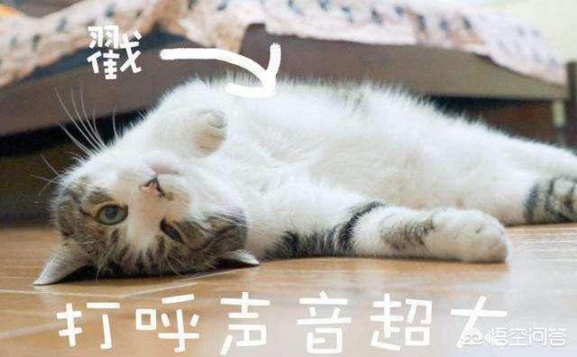 漫画甜蜜猫猫:猫咪和漫画之间，你会选择谁呢？为什么？