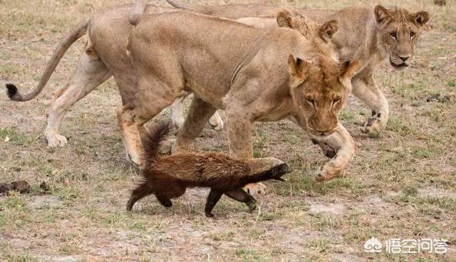 金猫和狞猫:鼬科动物会对猫科动物构成威胁吗？为什么？