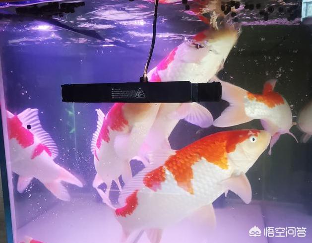 德系锦鲤鱼图片:锦鲤鱼怎样分公母？饲养时，该注意些什么？