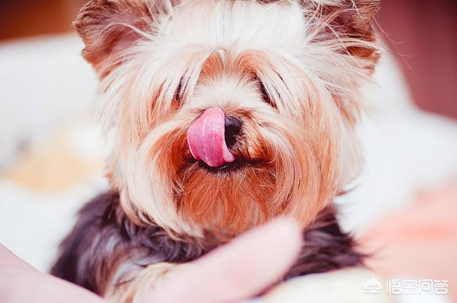 阿富汗猎犬图片价格幼犬:有什么常见的宠物犬的价格是比较昂贵的吗？