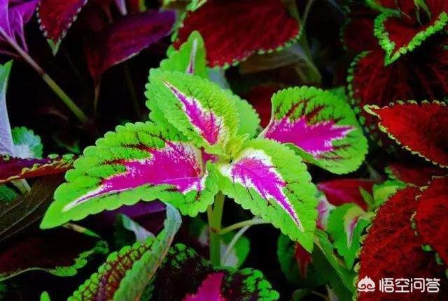 彩叶草怎么种:彩叶草怎么种植种子 五彩苏可水培吗？要注意什么？