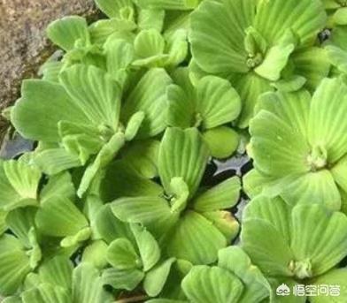 头条问答 鱼缸里的水生植物能否净化水质 8个回答