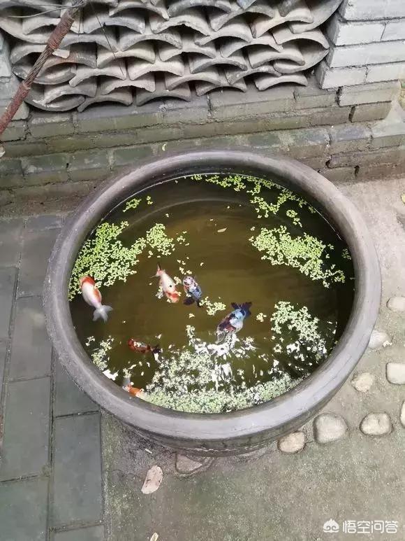 头条问答 鱼缸里的水生植物能否净化水质 8个回答