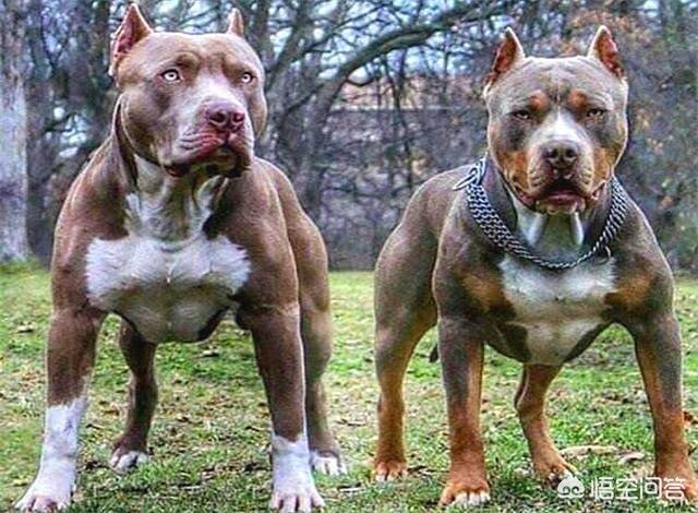 狗和狼的DNA一样吗？插图28