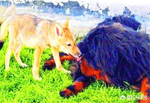 狗和狼的DNA一样吗？插图29