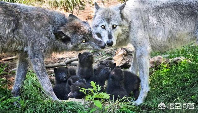 狗和狼的DNA一样吗？插图21