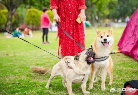 唐山养犬办:唐山公共场合遛狗要带遛狗绳、清理狗粪，文明养犬！你知道吗？