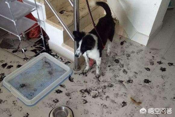 边境牧羊犬好养吗家里能养:边牧价格不高，为什么这么少人养？