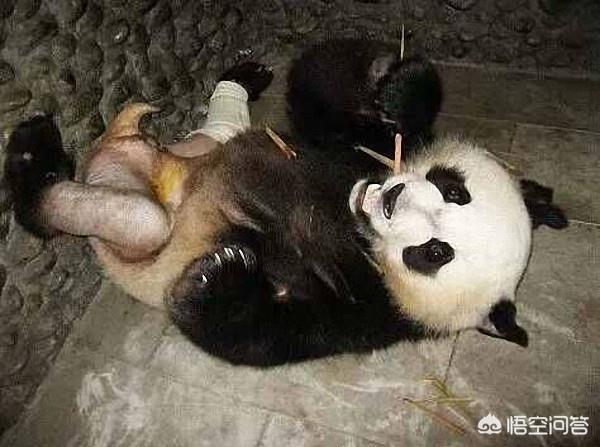 澳洲野犬 百科:澳洲国宝袋鼠和我国国宝大熊猫打架，谁更厉害？有何依据？
