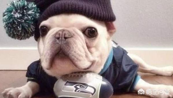 英斗犬和法斗犬哪个好:英斗犬和法斗犬哪个贵 为什么感觉养法斗的人比养英斗的多？