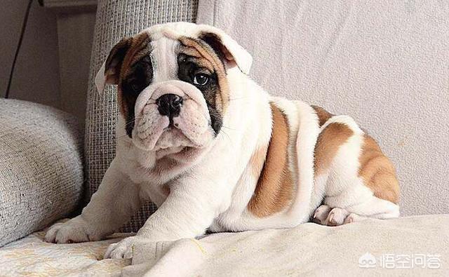 英斗犬和法斗犬哪个好:英斗犬和法斗犬哪个贵 为什么感觉养法斗的人比养英斗的多？