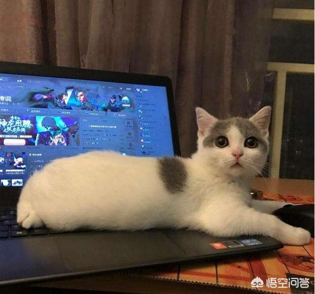 键盘猫:为什么我的猫喜欢坐在电脑键盘上？