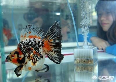 鱼缸水浑浊原因和解决方案:新鱼缸加水后浑浊怎么解决？