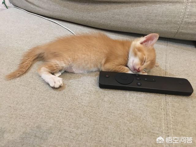 戴更基说不溜猫:猫咪需要像狗狗一样外出遛弯吗？