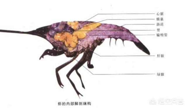 虾头:为什么有些人吃虾去虾头，有些人不去虾头？虾头到底能不能吃？